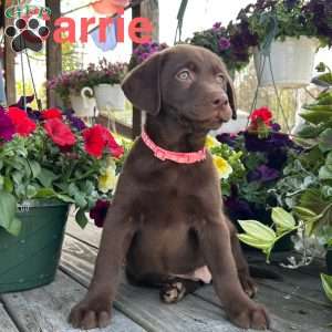 Carrie, Chocolate Labrador Retriever Puppy